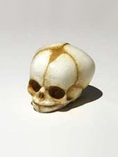 Baby Skull - 12 weeks