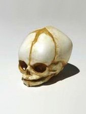 Baby Skull - 18 weeks