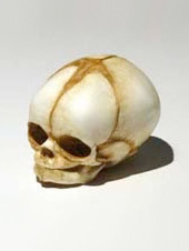 Baby Skull - 25 weeks